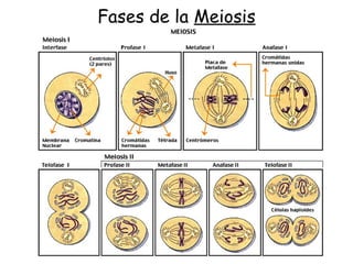 Fases de la Meiosis
 