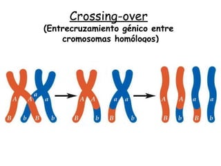 Crossing-over
(Entrecruzamiento génico entre
cromosomas homólogos)
 