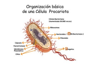 Organización básica
de una Célula Procariota
 