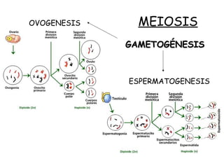 MEIOSISOVOGENESIS
ESPERMATOGENESIS
GAMETOGÉNESISGAMETOGÉNESIS
 