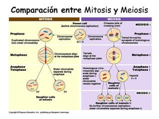 Comparación entre Mitosis y Meiosis
 