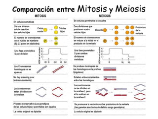 Comparación entre Mitosis y Meiosis
 