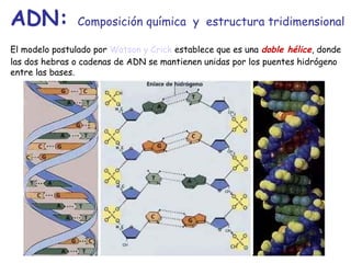 ADN: Composición química y estructura tridimensional
El modelo postulado por Watson y Crick establece que es una doble hélice, donde
las dos hebras o cadenas de ADN se mantienen unidas por los puentes hidrógeno
entre las bases.
 