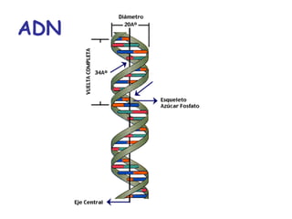 ADN
 