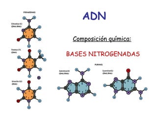 ADN
Composición química:
BASES NITROGENADAS
 