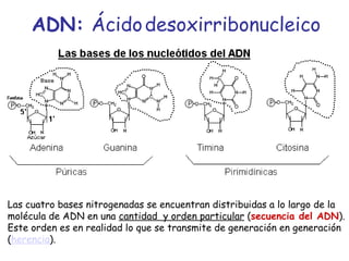 ADN: Ácidodesoxirribonucleico
Las cuatro bases nitrogenadas se encuentran distribuidas a lo largo de la
molécula de ADN en una cantidad y orden particular (secuencia del ADN).
Este orden es en realidad lo que se transmite de generación en generación
(herencia).
 