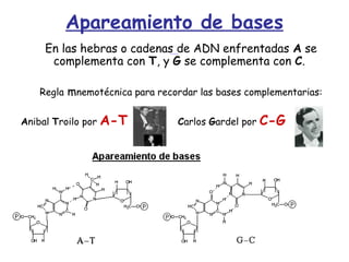 Apareamiento de bases
En las hebras o cadenas de ADN enfrentadas A se
complementa con T, y G se complementa con C.
Regla mnemotécnica para recordar las bases complementarias:
Anibal Troilo por A-T Carlos Gardel por C-G 
 