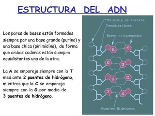 ESTRUCTURA DEL ADN
Los pares de bases están formados
siempre por una base grande (purina) y
una base chica (pirimidina), de forma
que ambas cadenas están siempre
equidistantes una de la otra.
La A se empareja siempre con la T
mediante 2 puentes de hidrógeno,
mientras que la C se empareja
siempre con la G por medio de
3 puentes de hidrógeno.
 