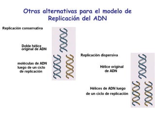 Otras alternativas para el modelo de
Replicación del ADN
 