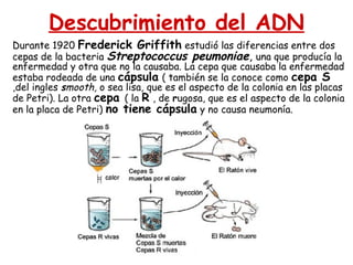 Descubrimiento del ADN
Durante 1920 Frederick Griffith estudió las diferencias entre dos
cepas de la bacteria Streptococcus peumoniae, una que producía la
enfermedad y otra que no la causaba. La cepa que causaba la enfermedad
estaba rodeada de una cápsula ( también se la conoce como cepa S
,del ingles smooth, o sea lisa, que es el aspecto de la colonia en las placas
de Petri). La otra cepa ( la R , de rugosa, que es el aspecto de la colonia
en la placa de Petri) no tiene cápsula y no causa neumonía.
 
