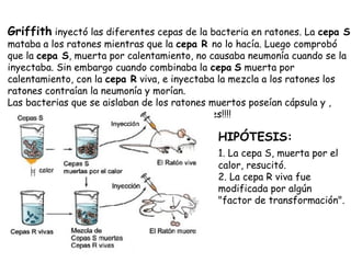 Griffith inyectó las diferentes cepas de la bacteria en ratones. La cepa S
mataba a los ratones mientras que la cepa R no lo hacía. Luego comprobó
que la cepa S, muerta por calentamiento, no causaba neumonía cuando se la
inyectaba. Sin embargo cuando combinaba la cepa S muerta por
calentamiento, con la cepa R viva, e inyectaba la mezcla a los ratones los
ratones contraían la neumonía y morían.
Las bacterias que se aislaban de los ratones muertos poseían cápsula y ,
cuando se las inyectaba, mataban otros ratones!!!!
HIPÓTESIS:
1. La cepa S, muerta por el
calor, resucitó.
2. La cepa R viva fue
modificada por algún
"factor de transformación".
 