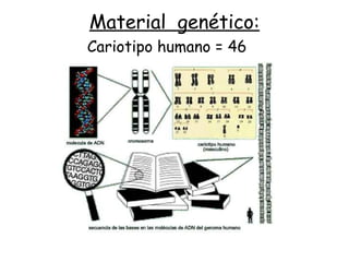 Material genético:
Cariotipo humano = 46
 