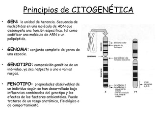 Principios de CITOGENÉTICA
• GEN: la unidad de herencia. Secuencia de
nucleótidos en una molécula de ADN que
desempeña una función específica, tal como
codificar una molécula de ARN o un
polipéptido.
• GENOMA: conjunto completo de genes de
una especie.
• GENOTIPO: composición genética de un
individuo, ya sea respecto a uno o varios
rasgos.
• FENOTIPO: propiedades observables de
un individuo según se han desarrollado bajo
influencias combinadas del genotipo y los
efectos de los factores ambientales. Puede
tratarse de un rasgo anatómico, fisiológico o
de comportamiento.
 