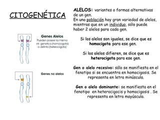 CITOGENÉTICA
ALELOS:ALELOS: variantes o formas alternativas
de un gen.
En una población hay gran variedad de alelos,
mientras que en un individuo, sólo puede
haber 2 alelos para cada gen.
Si los alelos son iguales, se dice que esSi los alelos son iguales, se dice que es
homocigotahomocigota para ese gen.para ese gen.
Si los alelos difieren, se dice que esSi los alelos difieren, se dice que es
heterocigotaheterocigota para ese gen.para ese gen.
Gen o alelo recesivo: sólo se manifiesta en el
fenotipo si se encuentra en homocigosis. Se
representa en letra minúscula.
Gen o alelo dominante: se manifiesta en el
fenotipo en heterocigocis y homocigosis . Se
representa en letra mayúscula.
 