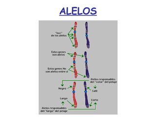 ALELOS
 