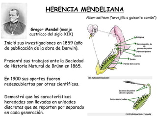 Gregor Mendel (monje
austríaco del siglo XIX)
HERENCIA MENDELIANA
Pisum sativum (”arvejilla o guisante común”)
Inició sus investigaciones en 1859 (año
de publicación de la obra de Darwin).
Presentó sus trabajos ante la Sociedad
de Historia Natural de Brünn en 1865.
En 1900 sus aportes fueron
redescubiertos por otros científicos.
Demostró que las características
heredadas son llevadas en unidades
discretas que se reparten por separado
en cada generación.
 