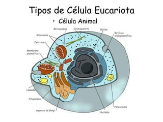 Tipos de Célula Eucariota
• Célula Animal
 