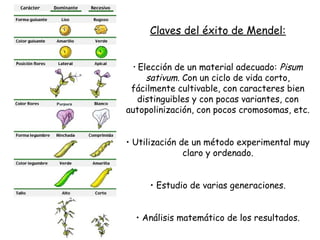 Claves del éxito de Mendel:
• Elección de un material adecuado: Pisum
sativum. Con un ciclo de vida corto,
fácilmente cultivable, con caracteres bien
distinguibles y con pocas variantes, con
autopolinización, con pocos cromosomas, etc.
• Utilización de un método experimental muy
claro y ordenado.
• Estudio de varias generaciones.
• Análisis matemático de los resultados.
 