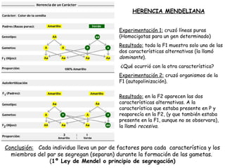 Experimentación 1: cruzó líneas puras
(Homocigotas para un gen determinado)
Resultado: toda la F1 muestra solo una de las
dos características alternativas (la llamó
dominante).
¿Qué ocurrió con la otra característica?
Experimentación 2: cruzó organismos de la
F1 (autopolinización).
Resultado: en la F2 aparecen las dos
características alternativas. A la
característica que estaba presente en P y
reaparecía en la F2, (y que también estaba
presente en la F1, aunque no se observara),
la llamó recesiva.
HERENCIA MENDELIANA
Conclusión: Cada individuo lleva un par de factores para cada característica y los
miembros del par se segregan (separan) durante la formación de las gametas.
(1º Ley de Mendel o principio de segregación)
 