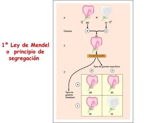 1º Ley de Mendel
o principio de
segregación
 