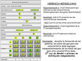 HERENCIA MENDELIANA
Experimentación 1: cruzó líneas puras que
diferían en dos características.
(Homocigotas para dos genes determinados)
Resultado: toda la F1 presenta las dos
características dominantes.
¿Qué ocurrió con las otras características?
Experimentación 2: cruzó organismos de la
F1 (autopolinización).
Resultado: en la F2 aparecen todas las
alternativas.
Conclusión: durante la formación de las
gametas, los alelos del gen para una
característica dada segregan
independientemente de los alelos del gen
para otra característica dada.
(2º Ley de Mendel o principio de
distribución independiente)
 