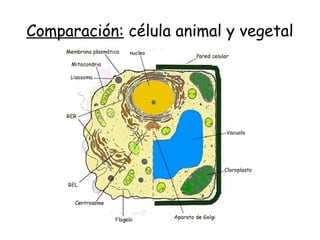 Comparación: célula animal y vegetal
 