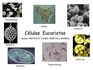 Células Eucariotas
Reinos: PROTISTA, FUNGI, VEGETAL y ANIMAL.
Radiolario
Foraminíferos
Ameba
Paramecio
Trypanosoma sp.
Volvox sp.
Levaduras
 
