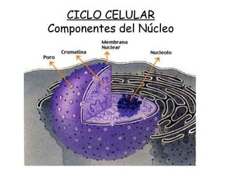 CICLO CELULAR
Componentes del Núcleo
 
