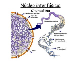 Núcleo interfásico:
Cromatina
 