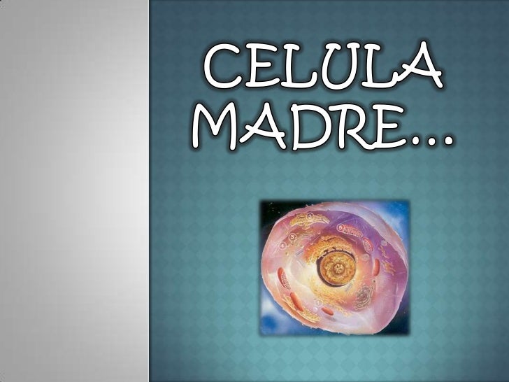 Celula madre Celula madre