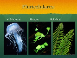 Pluricelulares:
 Medusas: Hongos: Helechos:
 