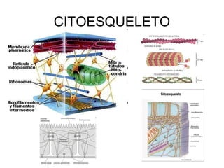 CITOESQUELETO
 