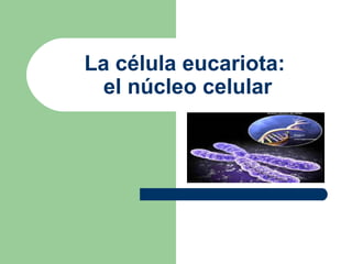 La célula eucariota:
  el núcleo celular
 