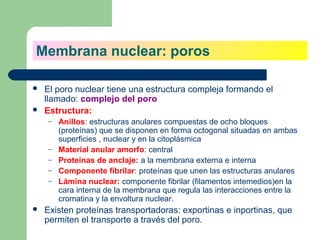 Membrana nuclear: poros

   El poro nuclear tiene una estructura compleja formando el
    llamado: complejo del poro
   Estructura:
     –   Anillos: estructuras anulares compuestas de ocho bloques
         (proteínas) que se disponen en forma octogonal situadas en ambas
         superficies , nuclear y en la citoplásmica
     –   Material anular amorfo: central
     –   Proteínas de anclaje: a la membrana externa e interna
     –   Componente fibrilar: proteínas que unen las estructuras anulares
     –   Lámina nuclear: componente fibrilar (filamentos intemedios)en la
         cara interna de la membrana que regula las interacciones entre la
         cromatina y la envoltura nuclear.
   Existen proteínas transportadoras: exportinas e inportinas, que
    permiten el transporte a través del poro.
 
