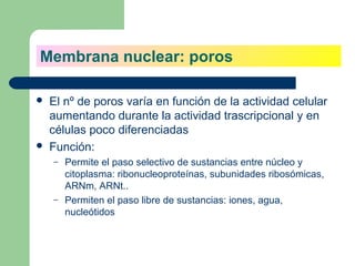 Membrana nuclear: poros

   El nº de poros varía en función de la actividad celular
    aumentando durante la actividad trascripcional y en
    células poco diferenciadas
   Función:
    –   Permite el paso selectivo de sustancias entre núcleo y
        citoplasma: ribonucleoproteínas, subunidades ribosómicas,
        ARNm, ARNt..
    –   Permiten el paso libre de sustancias: iones, agua,
        nucleótidos
 