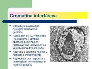 Cromatina interfásica
   Constituye la expresión
    citológica del material
    genético
   Asociación del ADN-histonas
    (nucleosoma); también
    aparecen proteínas no
    histónicas que intervienen en
    la replicación, transcripción.
   Adosada a la lámina nuclear y
    nucleolo e independiente
   Representa una respuesta a
    la necesidad de condensar el
    material genético
 