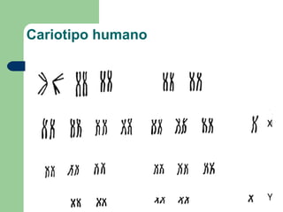 Cariotipo humano
 