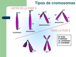 Tipos de cromosomas
 