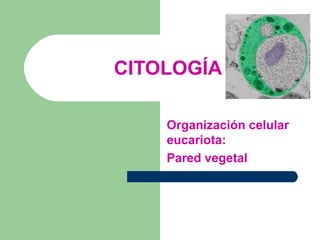 CITOLOGÍA

    Organización celular
    eucariota:
    Pared vegetal
 
