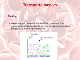 Transporte passivo

• Osmose

  – Na osmose, um caso particular de difusão, ocorre um fluxo
    espontâneo apenas do solvente, do meio menos concentrado em
    soluto para o meio mais concentrado.
 