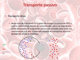 Transporte passivo

     • Transporte Ativo

        – Nesse tipo de transporte há o gasto de energia (na forma de ATP) e
          ocorre contra um gradiente de concentração, isto é, as substâncias
          serão deslocadas de onde estão pouco concentradas para onde sua
          concentração já é alta. O exemplo clássico de transporte ativo é a
          BOMBA DE SÓDIO E POTÁSSIO.



ATP

Na+

K+
 