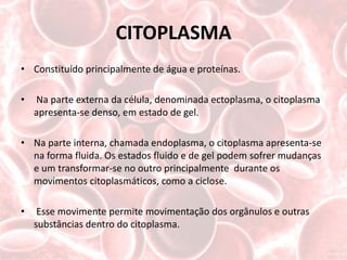 CITOPLASMA
• Constituído principalmente de água e proteínas.

•   Na parte externa da célula, denominada ectoplasma, o citoplasma
    apresenta-se denso, em estado de gel.

• Na parte interna, chamada endoplasma, o citoplasma apresenta-se
  na forma fluida. Os estados fluido e de gel podem sofrer mudanças
  e um transformar-se no outro principalmente durante os
  movimentos citoplasmáticos, como a ciclose.

•    Esse movimente permite movimentação dos orgânulos e outras
    substâncias dentro do citoplasma.
 