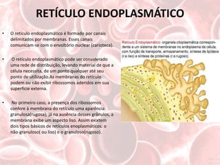 RETÍCULO ENDOPLASMÁTICO
•   O retículo endoplasmático é formado por canais
    delimitados por membranas. Esses canais
    comunicam-se com o envoltório nuclear (carioteca).

•    O retículo endoplasmático pode ser considerado
    uma rede de distribuição, levando material de que a
    célula necessita, de um ponto qualquer até seu
    ponto de utilização.As membranas do retículo
    podem ou não exibir ribossomos aderidos em sua
    superfície externa.

•    No primeiro caso, a presença dos ribossomos
    confere à membrana do retículo uma aparência
    granulosa(rugosa); já na ausência desses grânulos, a
    membrana exibe um aspecto liso. Assim exixtem
    dois tipos básicos de retículos enoplasmáticos: o
    não-granuloso( ou liso) e o granuloso(rugoso).
 