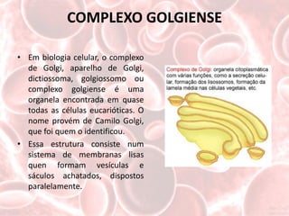 COMPLEXO GOLGIENSE

• Em biologia celular, o complexo
  de Golgi, aparelho de Golgi,
  dictiossoma, golgiossomo ou
  complexo golgiense é uma
  organela encontrada em quase
  todas as células eucarióticas. O
  nome provém de Camilo Golgi,
  que foi quem o identificou.
• Essa estrutura consiste num
  sistema de membranas lisas
  quen formam vesículas e
  sáculos achatados, dispostos
  paralelamente.
 