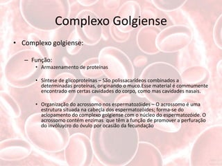 Complexo Golgiense
• Complexo golgiense:

   – Função:
      • Armazenamento de proteínas

      • Síntese de glicoproteínas – São polissacarídeos combinados a
        determinadas proteínas, originando o muco.Esse material é commumente
        encontrado em certas cavidades do corpo, como mas cavidades nasais.

      • Organização do acrossomo nos espermatozóides – O acrossomo é uma
        estrutura situada na cabeçla dos espermatozóides; forma-se do
        aclopamento do complexo golgiense com o núcleo do espermatozóide. O
        acrossomo contém enzimas que têm a função de promover a perfuração
        do invóluycro do óvulo por ocasião da fecundação
 