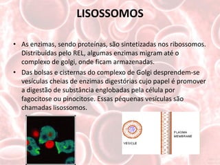 LISOSSOMOS

• As enzimas, sendo proteínas, são sintetizadas nos ribossomos.
  Distribuídas pelo REL, algumas enzimas migram até o
  complexo de golgi, onde ficam armazenadas.
• Das bolsas e cisternas do complexo de Golgi desprendem-se
  vesículas cheias de enzimas digestórias cujo papel é promover
  a digestão de substância englobadas pela célula por
  fagocitose ou pinocitose. Essas péquenas vesículas são
  chamadas lisossomos.
 