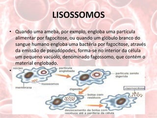 LISOSSOMOS
• Quando uma ameba, por exmplo, engloba uma partícula
  alimentar por fagocitose, ou quando um glóbulo branco do
  sangue humano engloba uma bactéria por fagocitose, através
  da emissão de pseudópodes, forma-se no interior da célula
  um pequeno vacúolo, denominado fagossomo, que contém o
  material englobado.
• Então, os lisossomos aproximam-se do fagossomo e com ele
  se fundem, liberando suas enzimas digestórias. Assim, forma-
  se o vacúolo digestório.
 