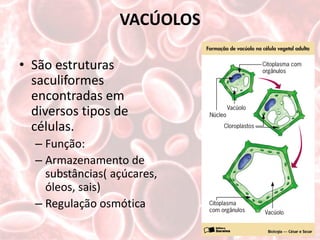 VACÚOLOS

• São estruturas
  saculiformes
  encontradas em
  diversos tipos de
  células.
  – Função:
  – Armazenamento de
    substâncias( açúcares,
    óleos, sais)
  – Regulação osmótica
 