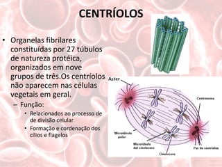 CENTRÍOLOS

• Organelas fibrilares
  constituídas por 27 túbulos
  de natureza protéica,
  organizados em nove
  grupos de três.Os centríolos
  não aparecem nas células
  vegetais em geral.
   – Função:
      • Relacionados ao processo de
        de divisão celular
      • Formação e cordenação dos
        cílios e flagelos
 