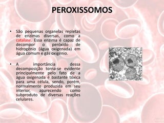 PEROXISSOMOS

• São pequenas organelas repletas
  de enzimas diversas, como a
  catalase. Essa enzima é capaz de
  decompor      o    peróxido   de
  hidrogênio (água oxigenada) em
  água comum e gás oxigênio.

• A         importância     dessa
  decomposição torna-se evidente
  principalmente pelo fato de a
  água oxigenada é bastante tóxica
  para uma célula, sendo, porém,
  normalmente produzida em seu
  interior,    aparecendo   como
  subproduto de diversas reações
  celulares.
 